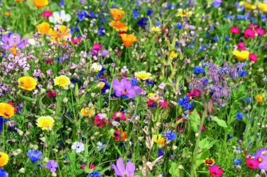Logo trade business gifts image of: Mix flowerseeds disc