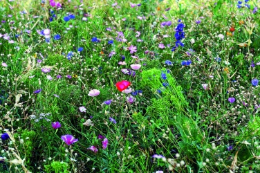 Logotrade advertising products photo of: Flowers mix seeds in envelope