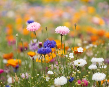 Logo trade promotional gifts picture of: A5 wildflower seed paper sheet