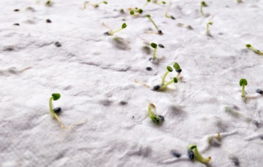 Logo trade promotional product photo of: A6 wildflower seed paper sheet