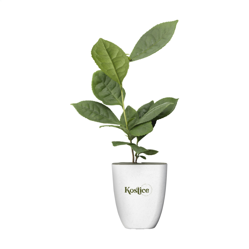 Logo trade promotional giveaways image of: Treemore Letterbox Trees Tea plant