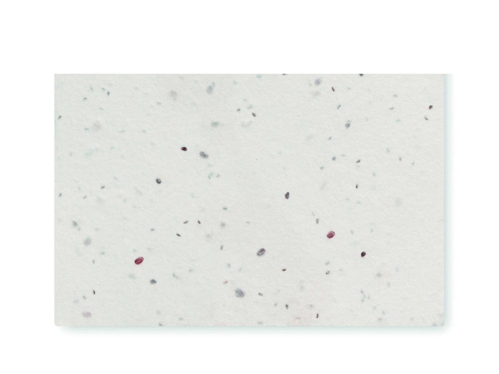 Logotrade business gift image of: Wildflower seed business card.