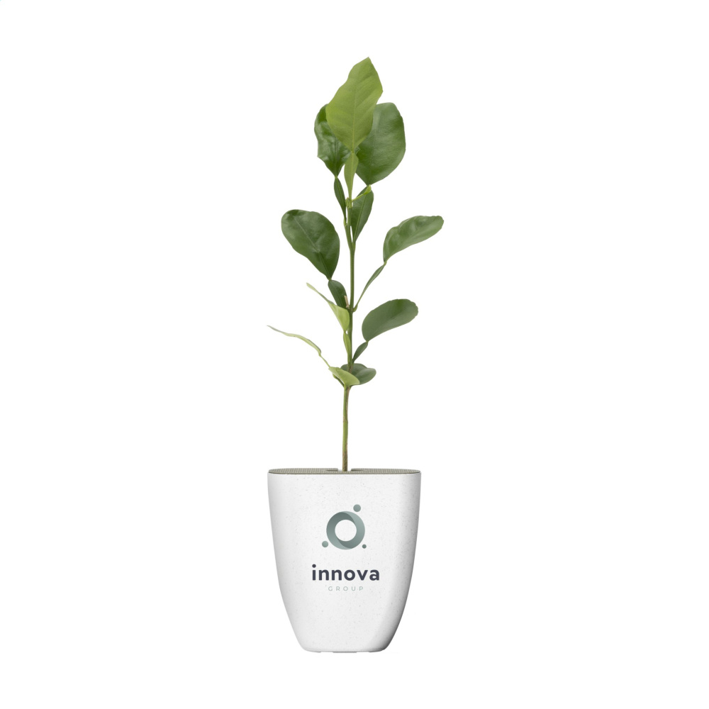 Logotrade meene foto: Treemore Letterbox Trees Kaffir Lemon