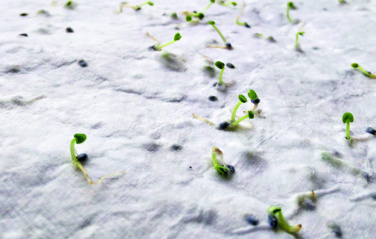 Логотрейд бизнес-подарки картинка: Wildflower seed business card.